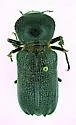 Giant Palm Borer - photo 4