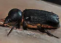 Giant Palm Borer - photo 5