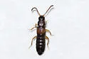 Dinaraea angustula - photo 4