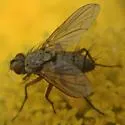 Dinera grisescens - Dinera grisescens
