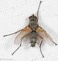 Dinera grisescens - photo 2