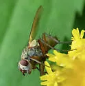 Dinera grisescens - photo 3
