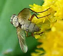 Dinera grisescens - photo 4