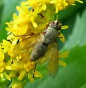 Dinera grisescens - photo 5