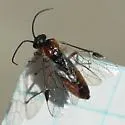Dineura militaris