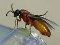 Dineura militaris - photo 2