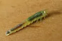 Dineura militaris - photo 3