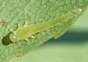 Dineura militaris - photo 4