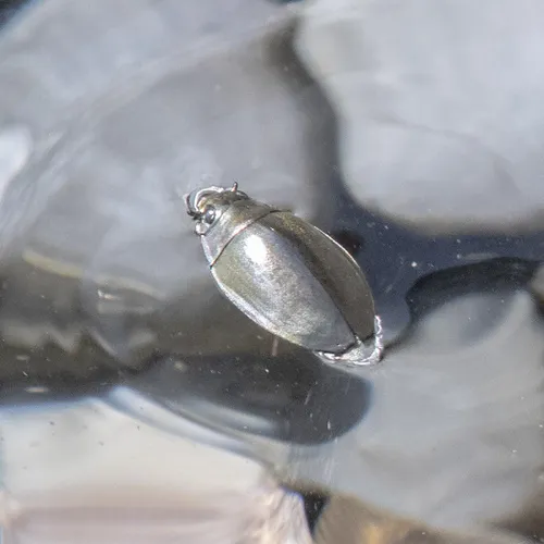 Dineutus aereus