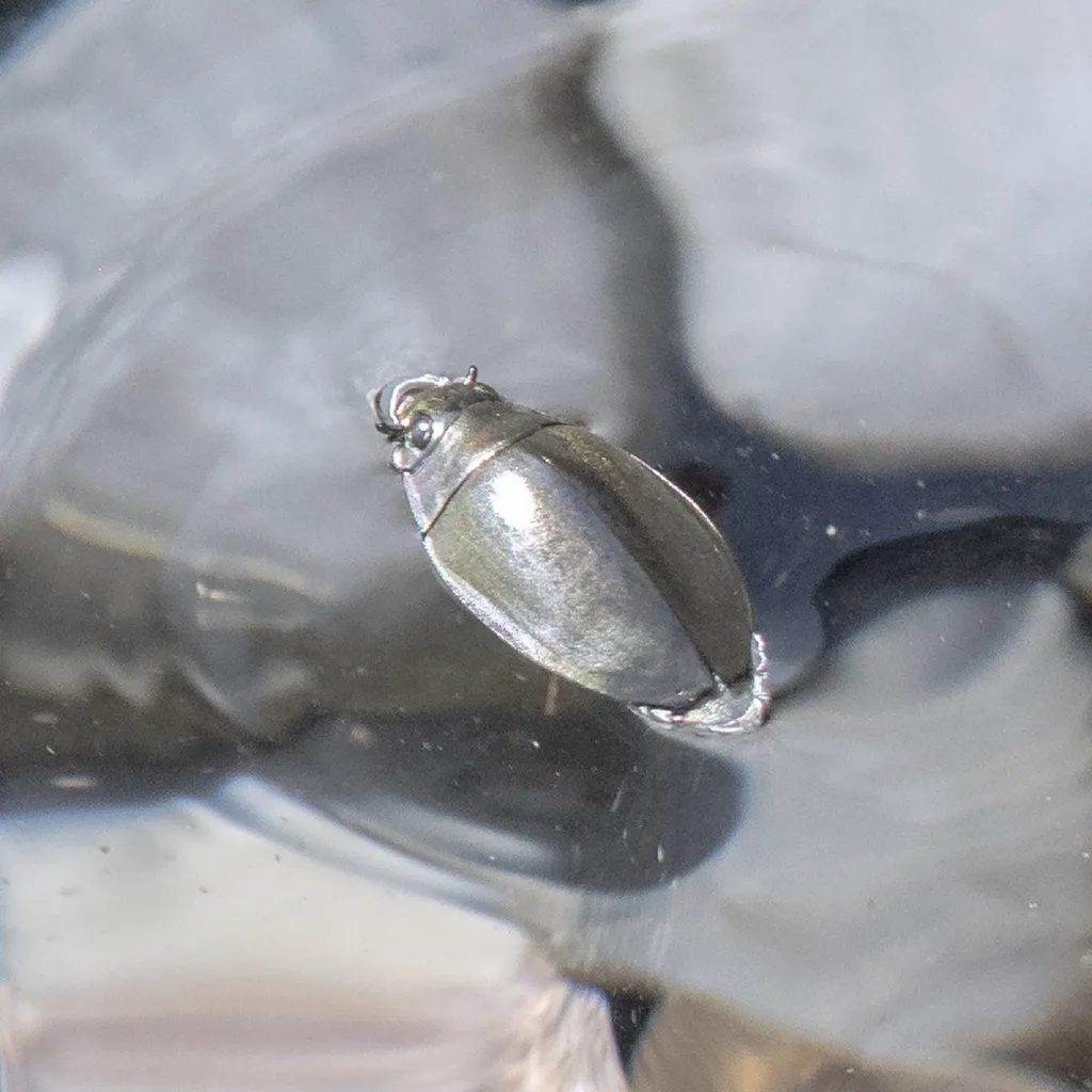 Dineutus aereus - photo 2