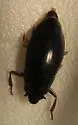 Dineutus angustus