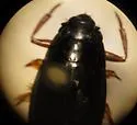 Dineutus angustus - photo 2