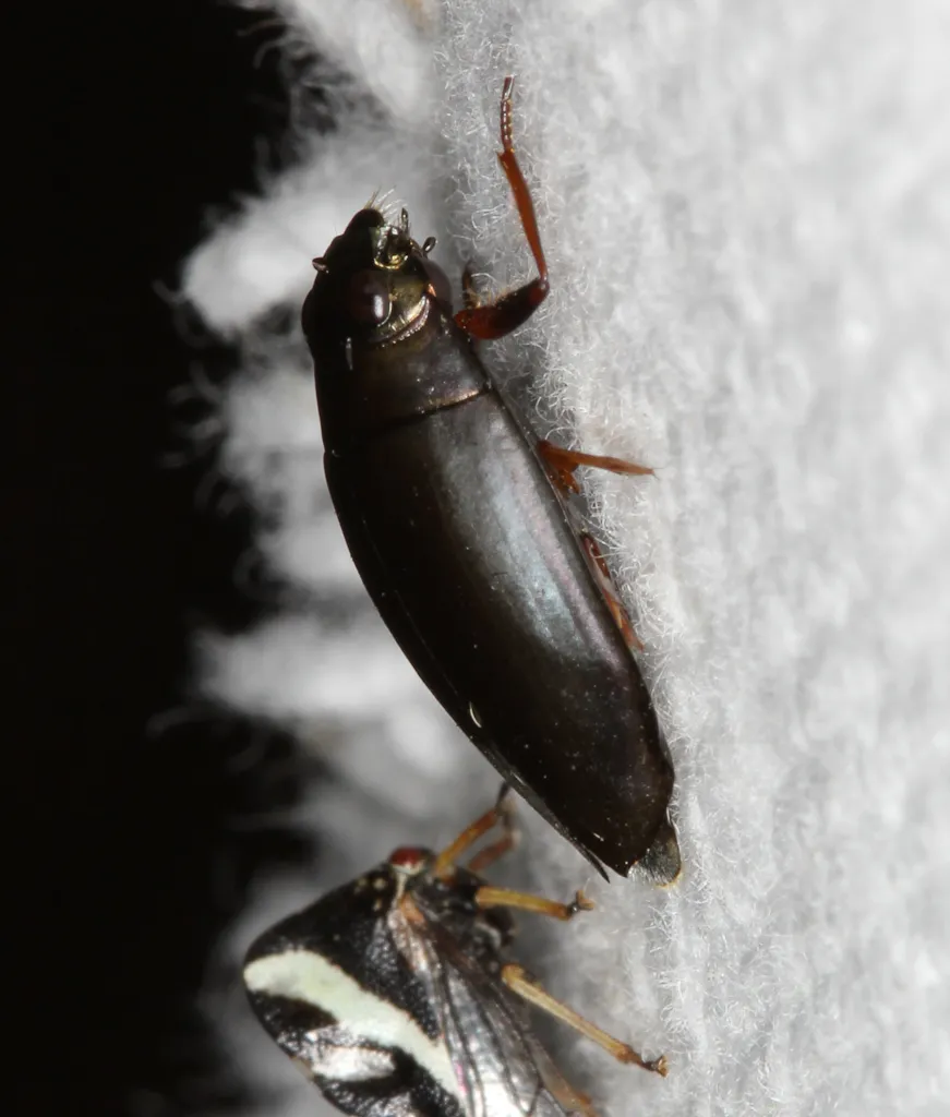 Dineutus assimilis - photo 2