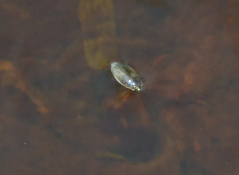 Dineutus australis - photo 3