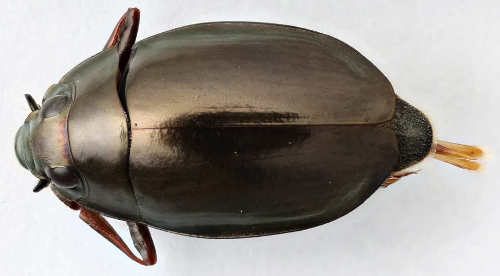 Dineutus carolinus