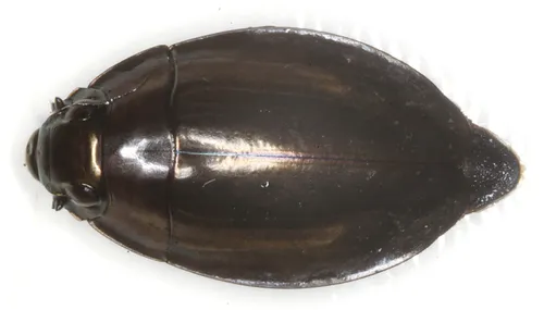Dineutus ciliatus