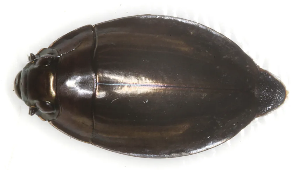 Dineutus ciliatus - photo 2