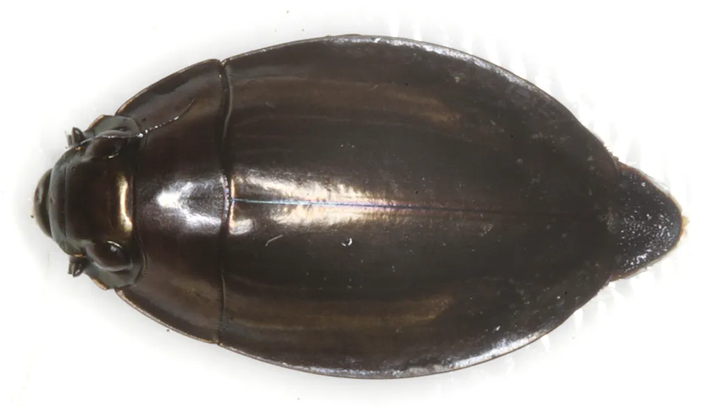 Dineutus ciliatus - photo 3