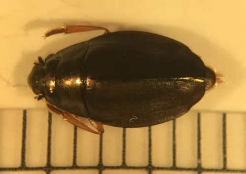 Dineutus discolor - photo 3