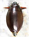 Dineutus emarginatus