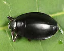 Dineutus emarginatus - photo 4
