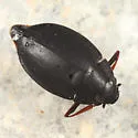 Dineutus emarginatus - photo 5
