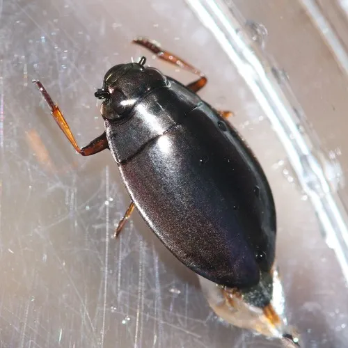 Dineutus hornii