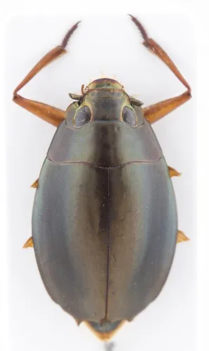 Dineutus longimanus