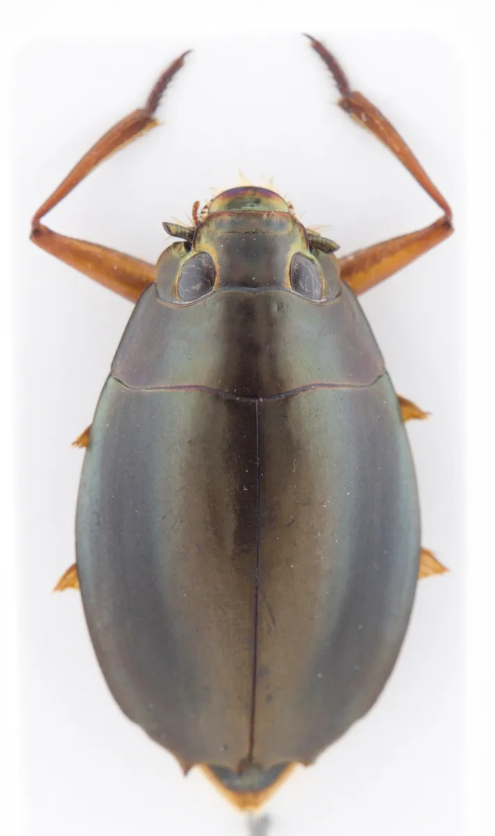Dineutus longimanus - photo 3