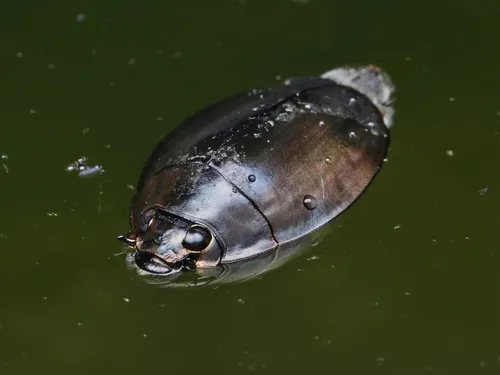 Dineutus mellyi