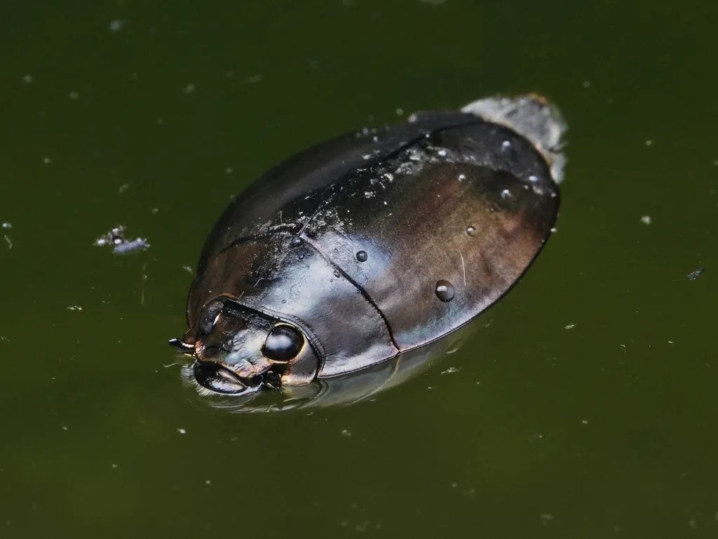 Dineutus mellyi - photo 2