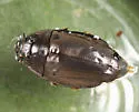 Dineutus nigrior - photo 4