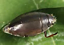 Dineutus nigrior - photo 5