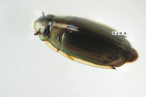 Dineutus orientalis