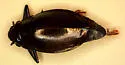 Dineutus productus - Dineutus productus