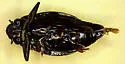 Dineutus productus - photo 2
