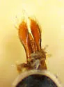 Dineutus productus - photo 3