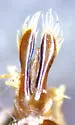 Dineutus productus - photo 4