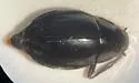 Dineutus serrulatus - photo 4