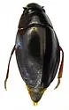 Dineutus shorti