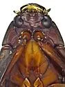 Dineutus shorti - photo 3