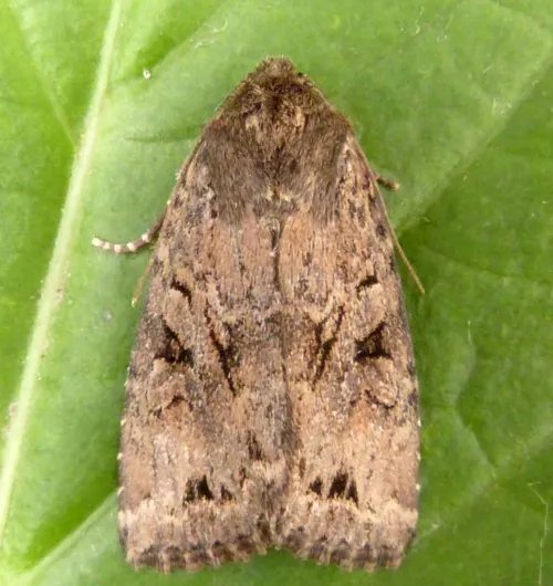 Dingy Shears - Apterogenum ypsillon