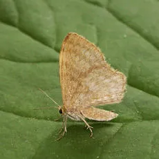 Dingy Shell - photo 2