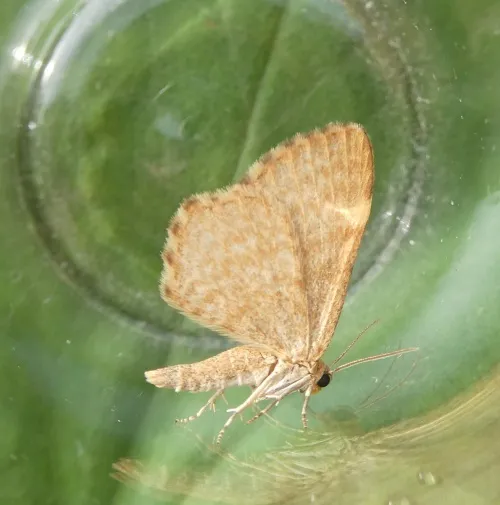 Dingy Shell - photo 8