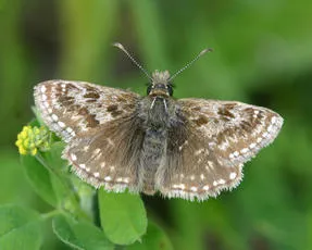 Dingy Skipper - Erynnis tages
