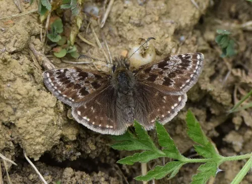 Dingy Skipper - photo 2