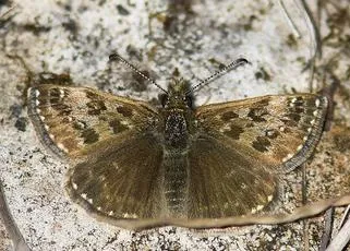 Dingy Skipper - photo 3