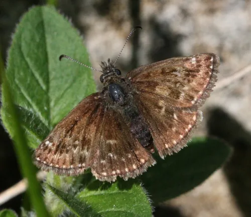 Dingy Skipper - photo 4