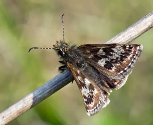 Dingy Skipper - photo 5