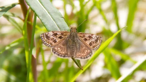 Dingy Skipper - photo 6